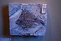 I Fossili di Bolca_15